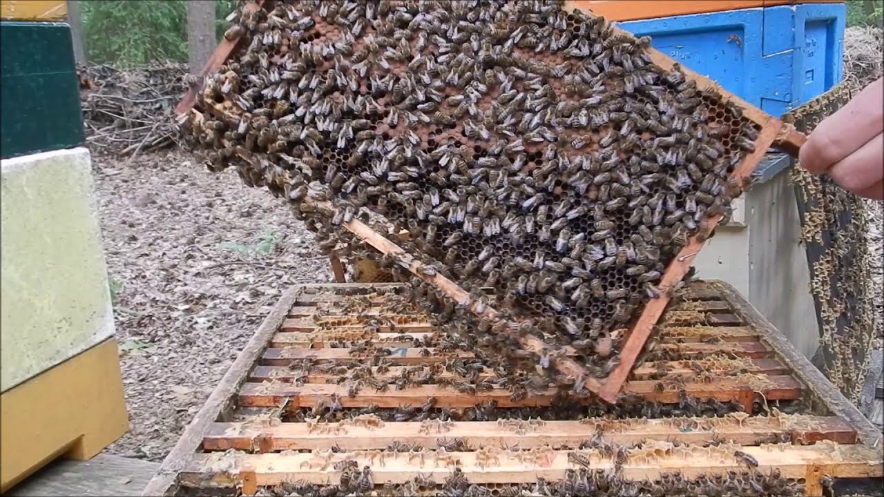 Eenbaks imkeren en een Varroa Surviving Bijenvolk op 4,9 mm raat