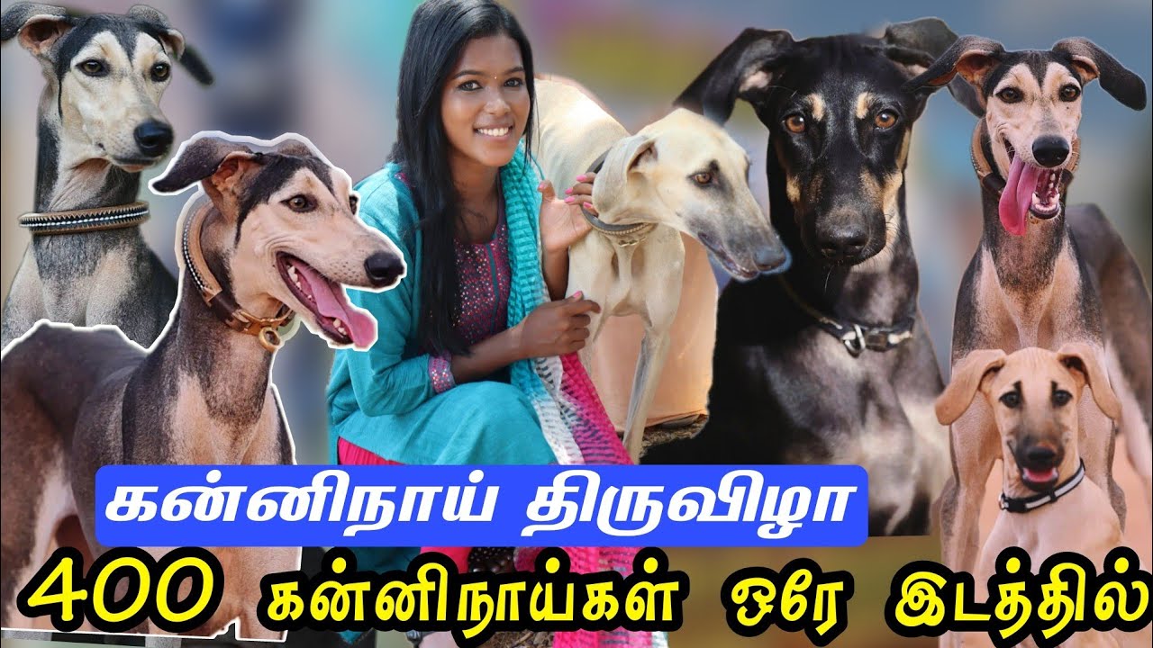 ஆமூர் கன்னிநாய்கள் திருவிழா /  நாட்டு நாய்கள் /  amoor Native breeds festival / ஆமூர் பிரபு ...