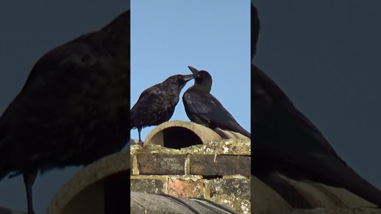 More Love Shown by Mother Crow to Her Fledgling 4K