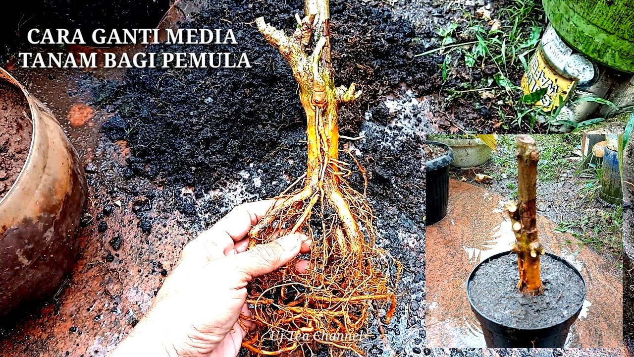CARA MENGGANTI MEDIA TANAM BAHAN BONSAI 