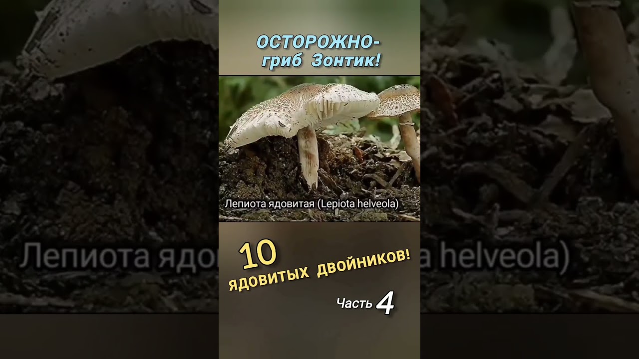 ОСТОРОЖНО - гриб Зонтик! 10 ЯДОВИТЫХ ДВОЙНИКОВ! Часть 4.
