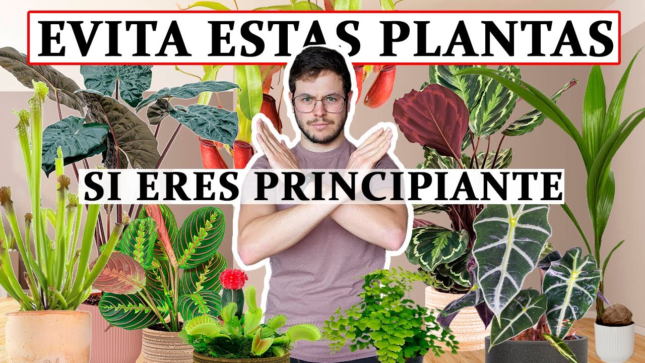 TOP 8 plantas de interior no aptas para principiantes