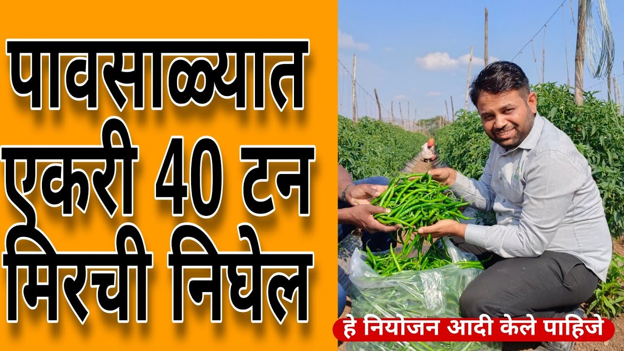 पावसाळ्यात एकरी 40 टन मिरची निघेल! हे नियोजन केले पाहिजे |#रोहित_बोरगावे #कृषी_भरारी #मिरची #chilli