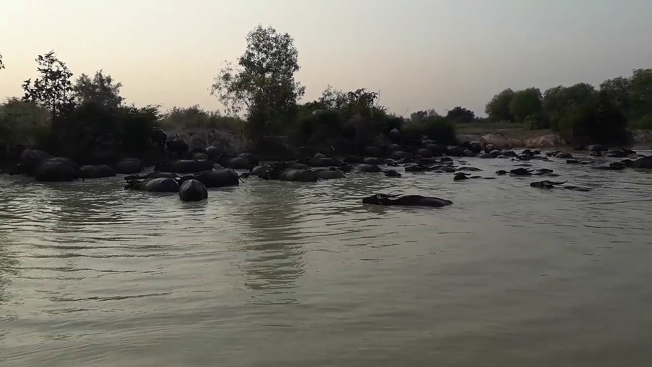 Wow!! Amazing Cambodian Water Buffalo Present Near Svay Thom Village