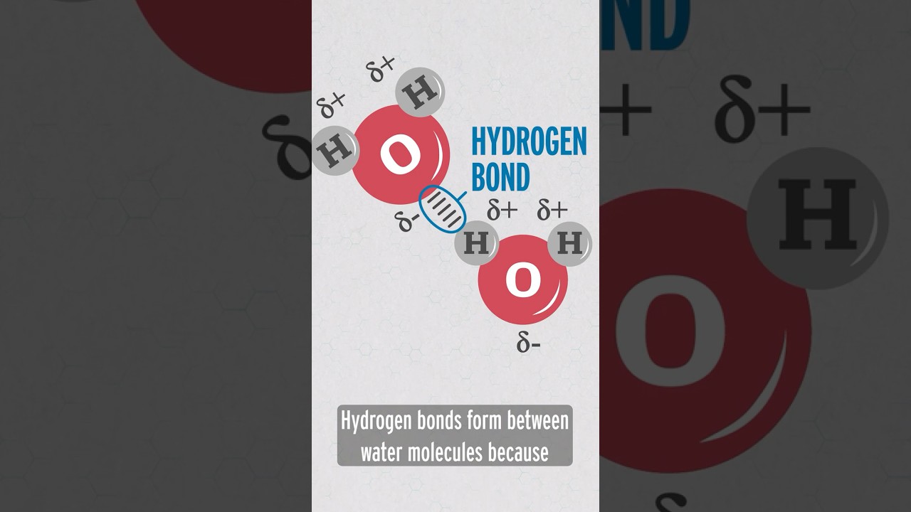 how hydrogen bonding works