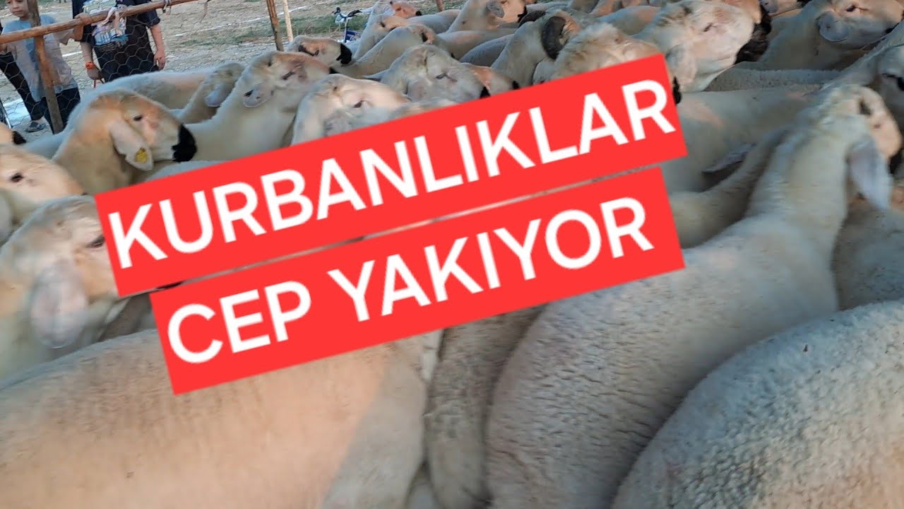 2024 Adana Yüreğir Serinevler Mercimek petrol İlk Kurbanlıklar #keşfet #yuregir  #kurbanlıkfiyatları