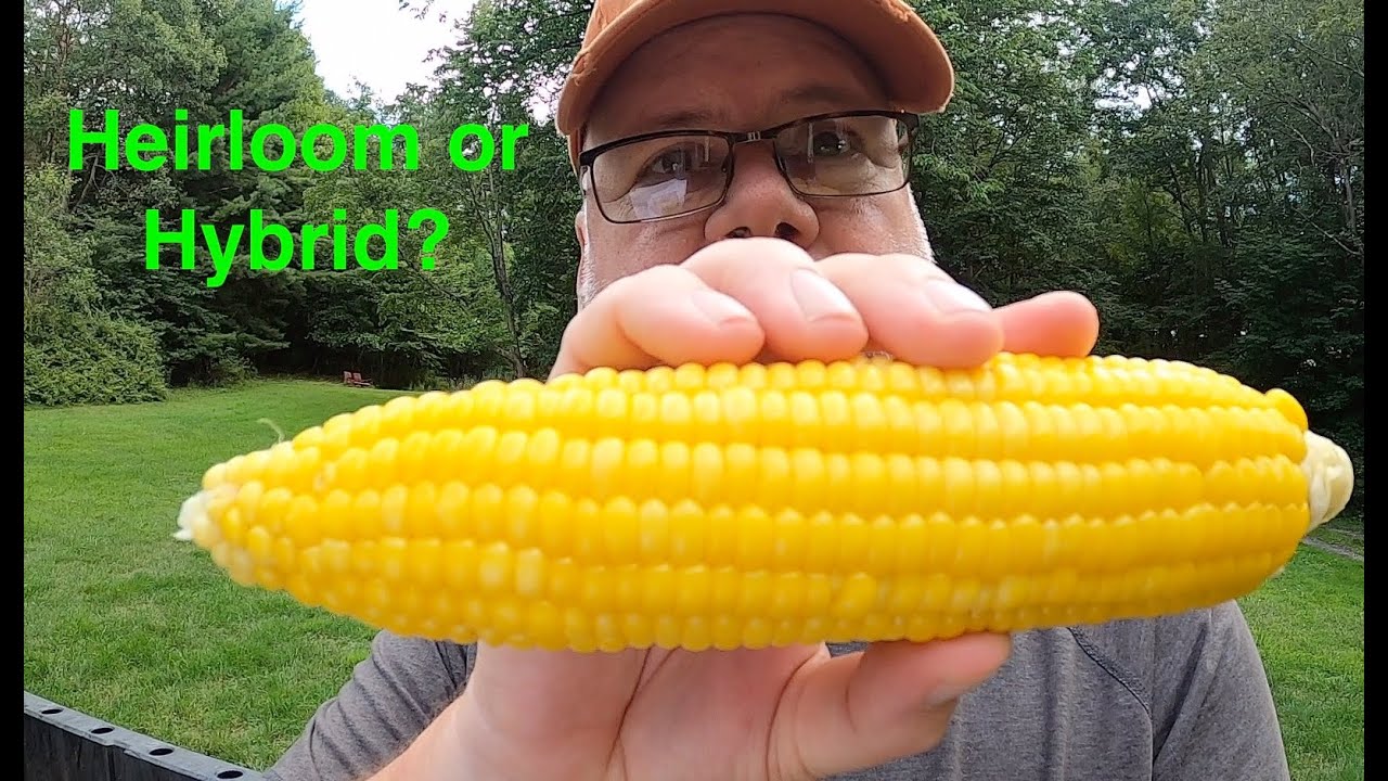 #44 Choose the Right Sweet Corn for You: Heirloom or Hybrid