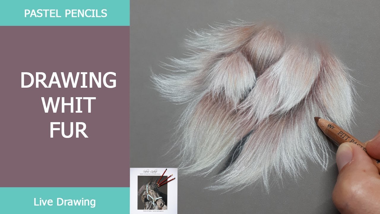 Drawing  White Fur with pastels  - Sabine Lackner Fine Art