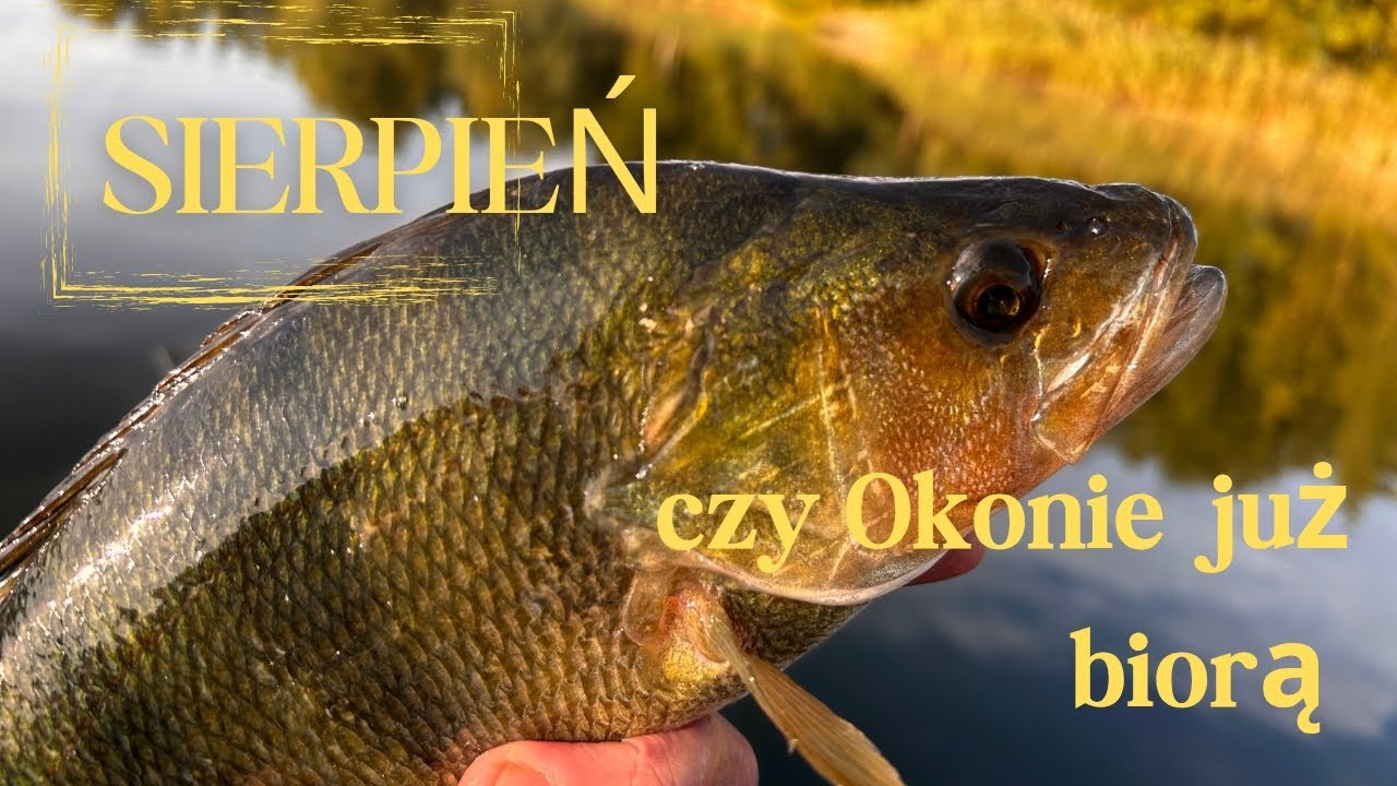 Sierpniowe Okonie czy już biorą #perch #spinning 