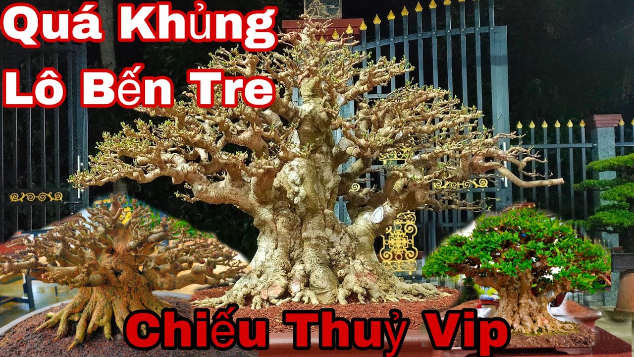 Đã mắt với những tác phẩm bonsai vip của nghệ nhân lô bên tre - cách rút cốt cây bonsai