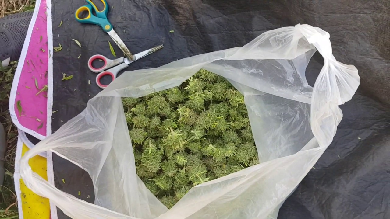 UK GUERRILLA GROWING 2019 SEASON