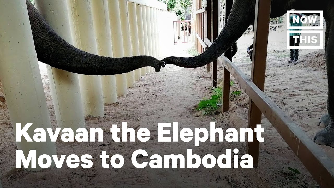 'World's Loneliest Elephant' Makes Friend at Sanctuary in Cambodia | NowThis