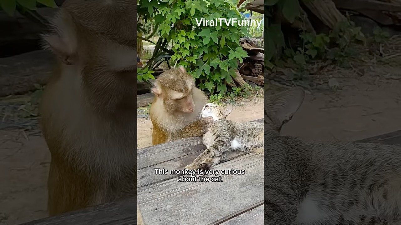 🐒😺 Monkey Gets Curious & Tries to Kiss a Cat! 💋😂