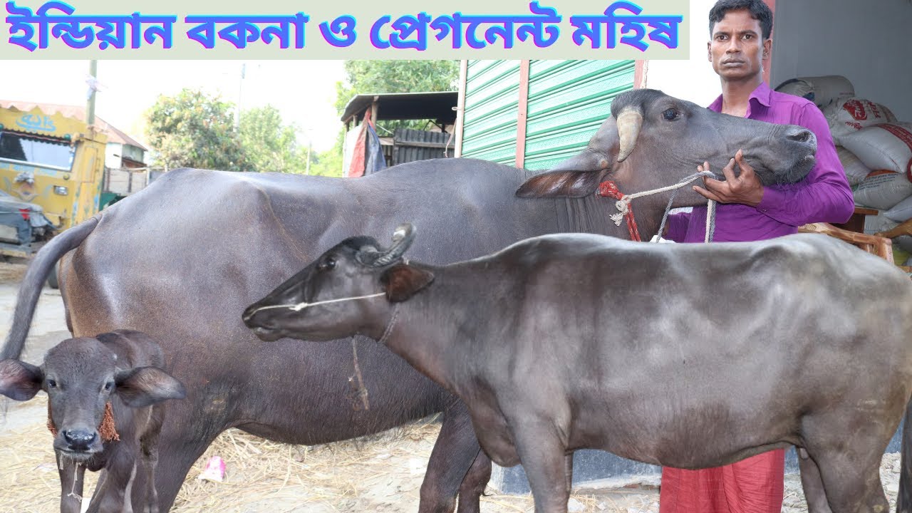 ইন্ডিয়ান বর্ডার ক্রস প্রেগন্যান্ট বকনা বাচ্চা ও বিগ বিগ সাইজের প্রেগন্যান্ট মহিষ কিনুন কম দামে