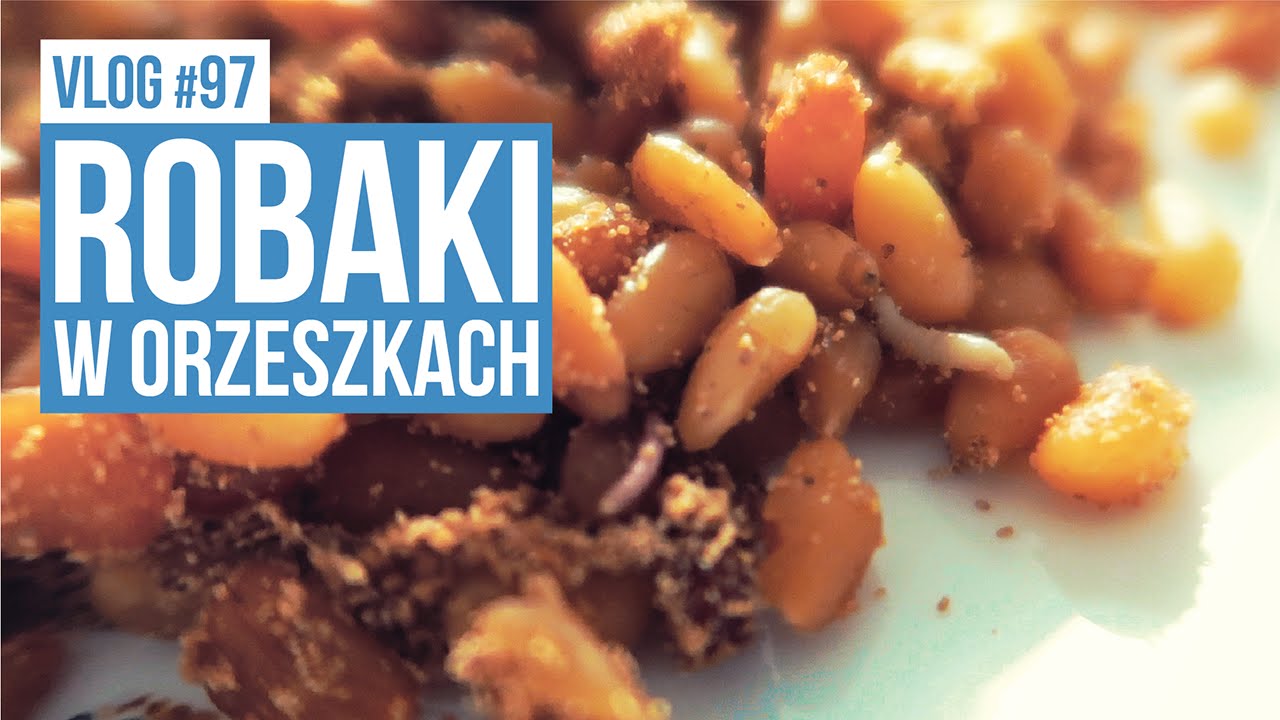 Robaki w orzeszkach pini / VLOG #97