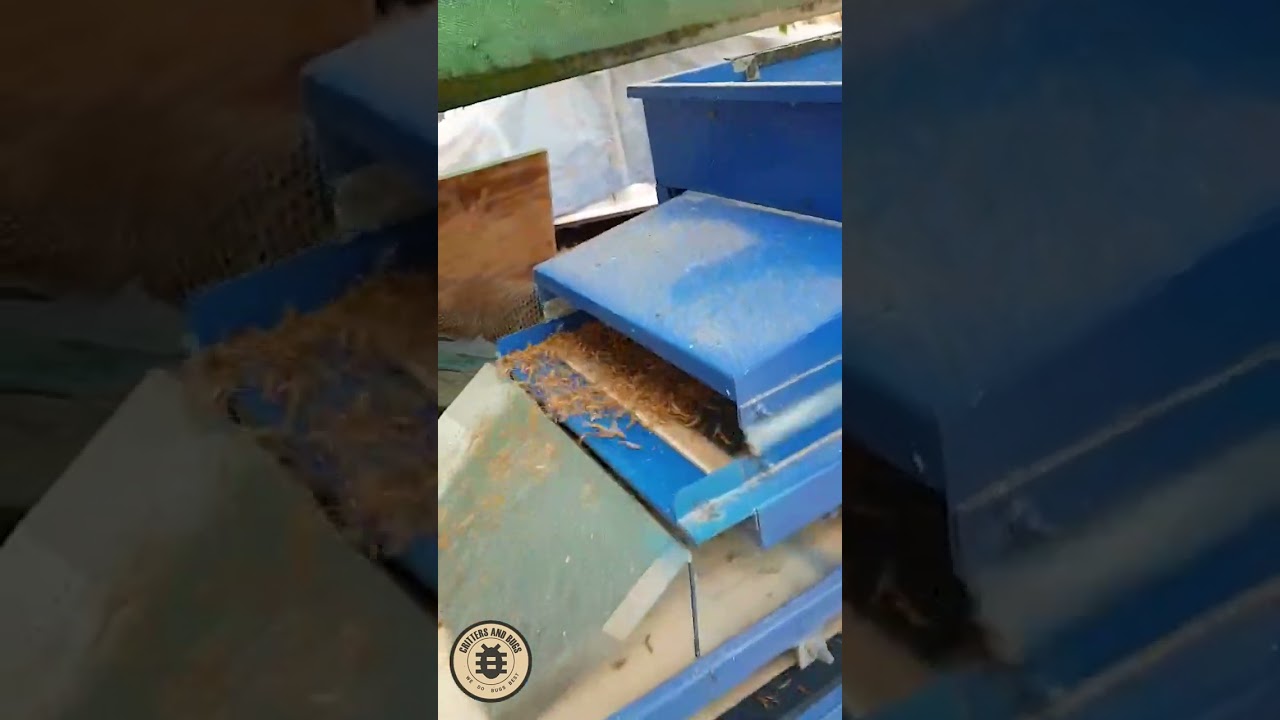 Mealworm sorting machine
