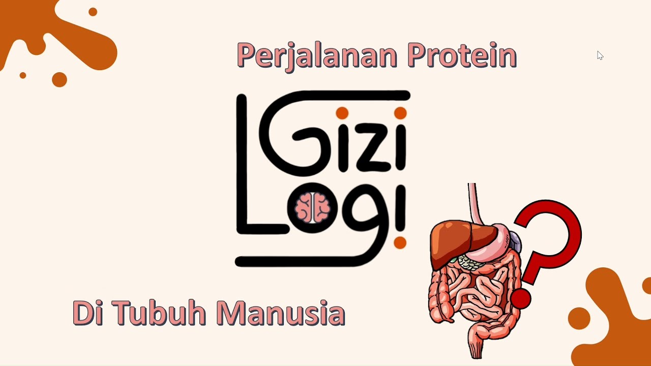 Perjalanan Protein di Tubuh Manusia