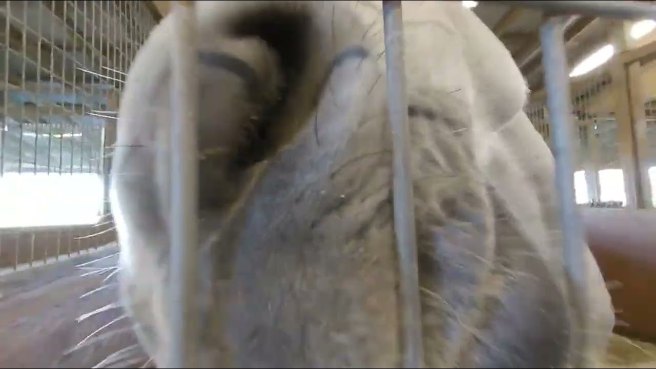 Beautiful Horse VR 3D 