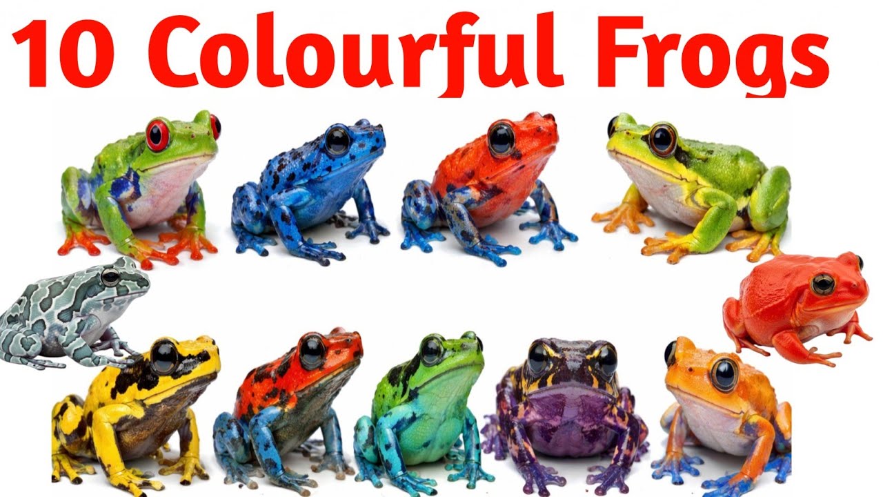 Colorful Frogs Name for Kids | रंग-बिरंगे मेंढक | Learn Frog Names with Pictures