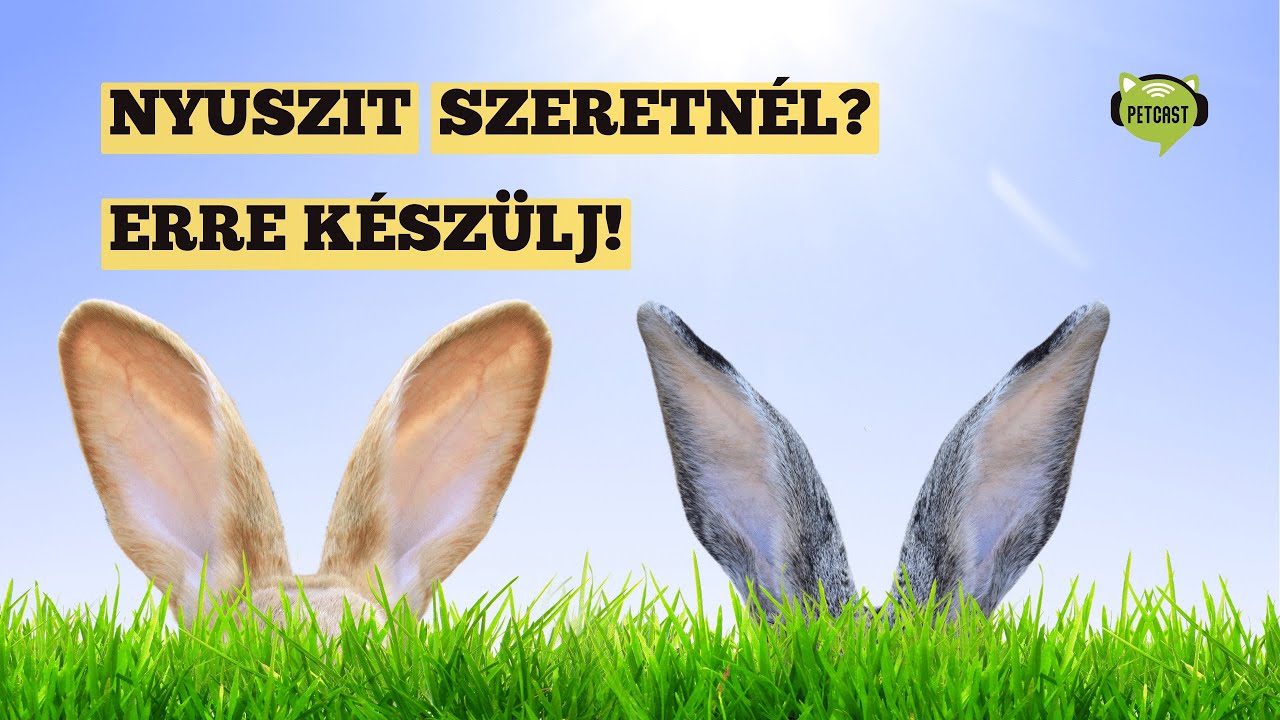 Minden vágyad egy nyuszi? Erre készülj!