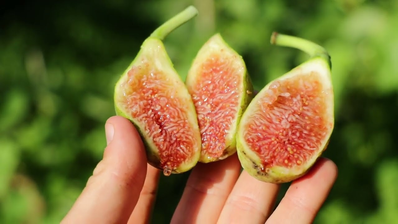 Salame vs. Verdolino | Comprehensive Fig Variety Review