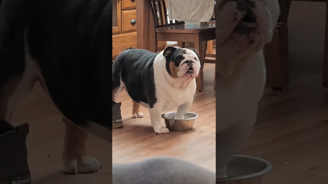 Dog's Hilarious Reaction After Being Told No Dinner! 😆 
