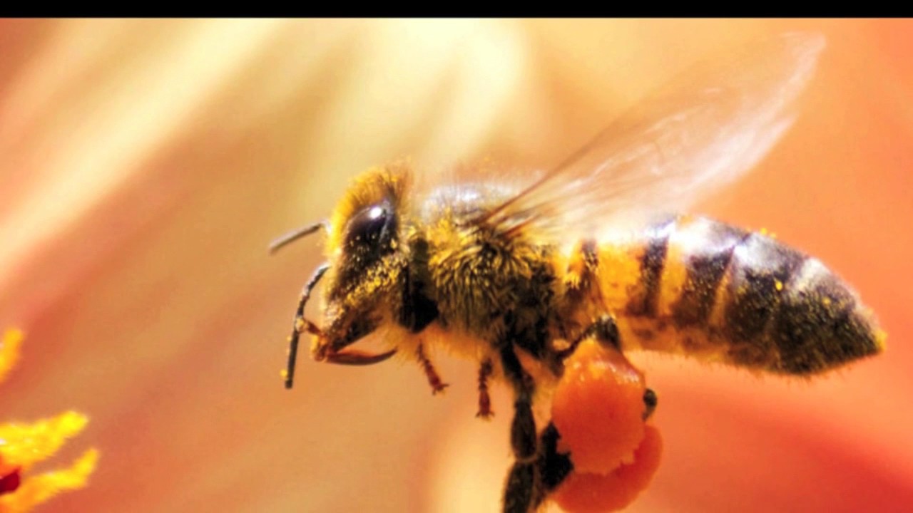 Pollinator Protection Educational Video: Suburban Residents