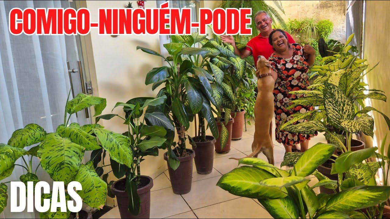 Coleção com 13 Comigo-ninguém-pode (Dieffenbachia) | Variedades Lindas + Dicas de Cultivo