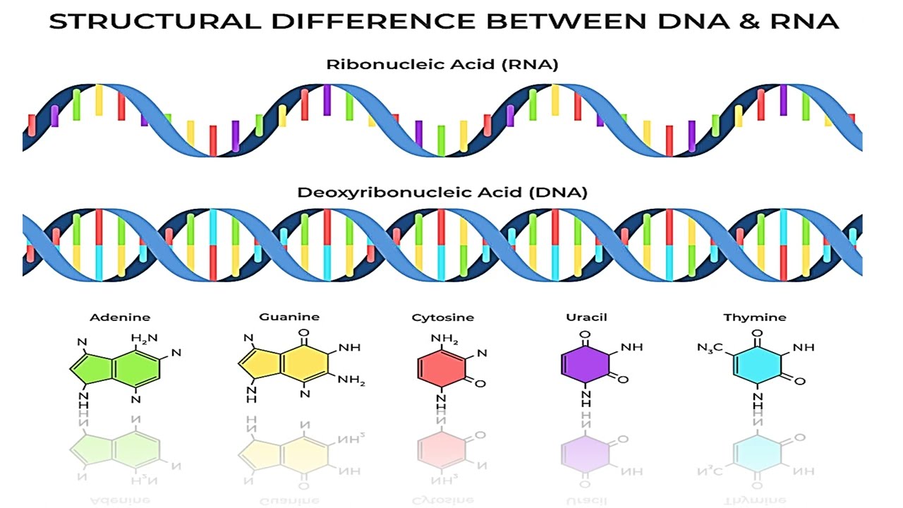 Difference between DNA and RNA