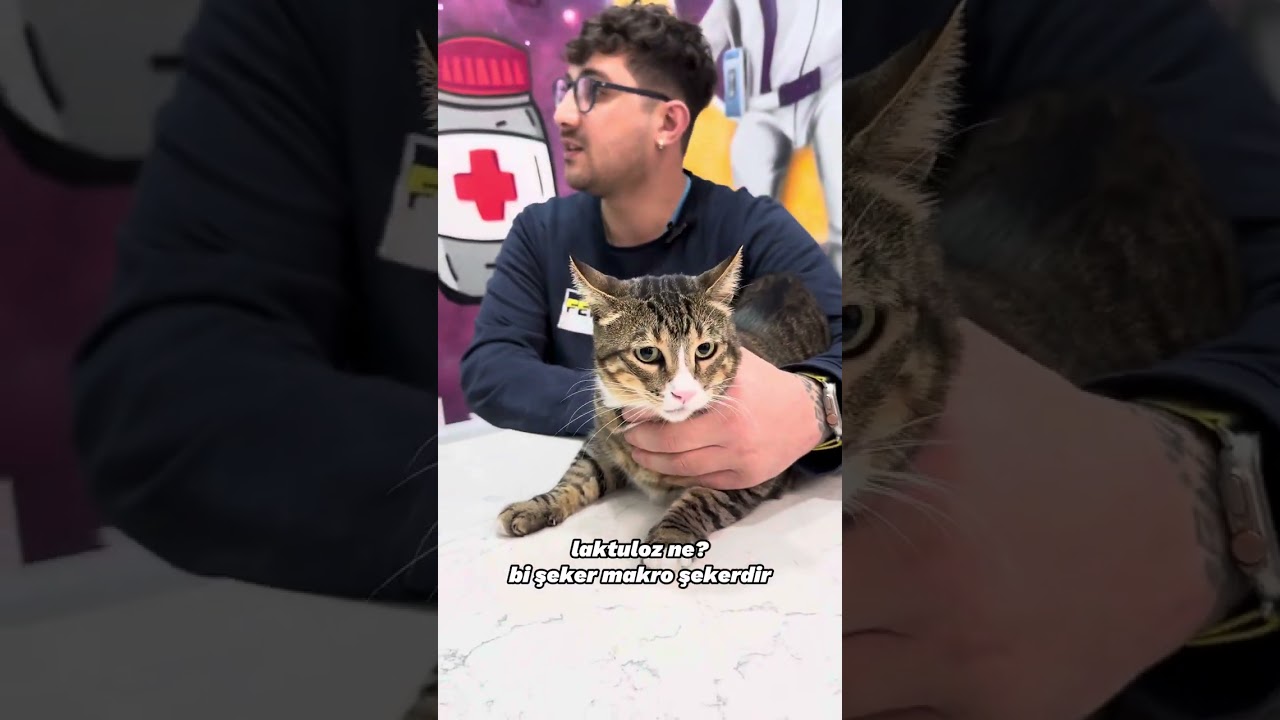 Kedinizde kabızlık varsa ne yapmalısınız? 😼 - #mahmutbaransahin