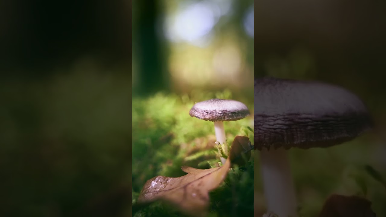 POV - Walk / Photowalk - mushroom photography in a forest area in lower franconia