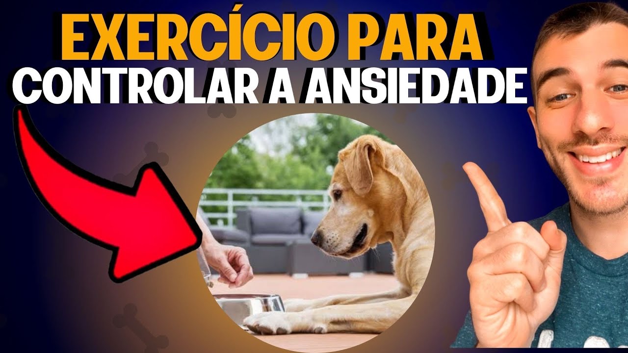 Como Controlar A Ansiedade Do Seu Cachorro Na Hora Da Comida