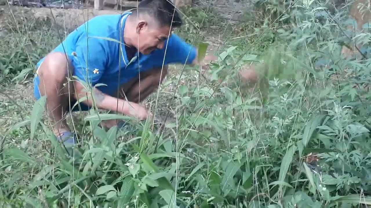 Grass cutting in village.