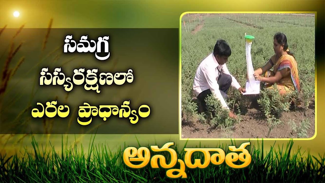 Usage Of Traps In Crops | for Pest Management IPM || ETVAnnadata