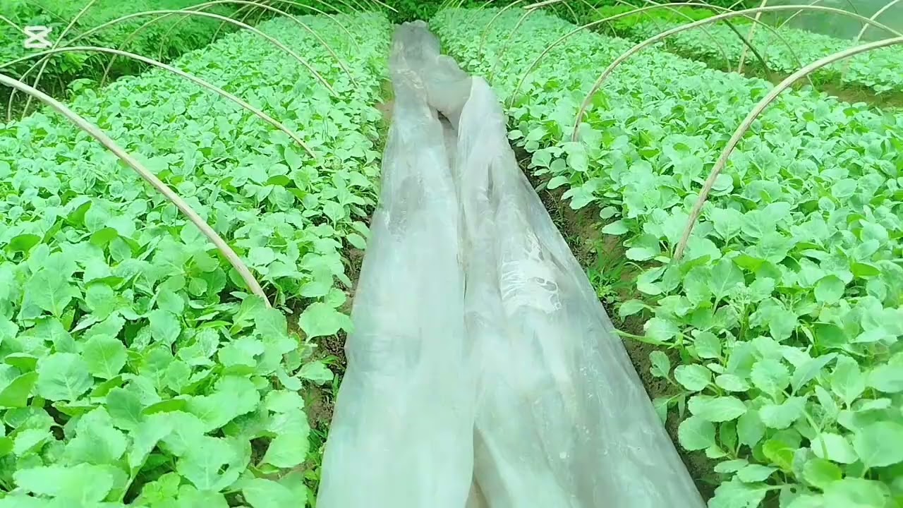 কপি মরিচ বেগুন টমেটো চারাগাছের নার্সারি 🌱 বিভিন্ন ধরনের চারা গাছের  #নার্সারী #agriculture #farming 