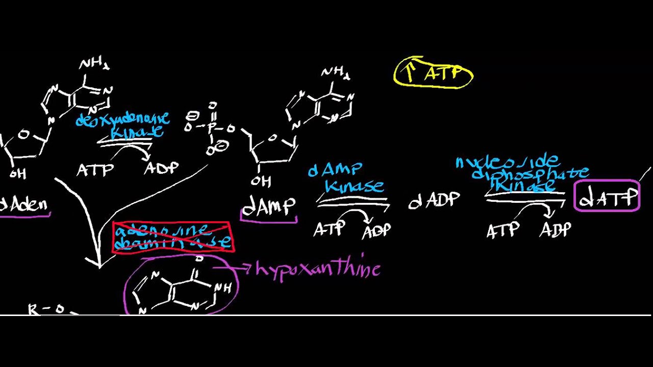 Biochemistry | Adenosine Deaminase Deficiency: How Does dATP Accumulate?