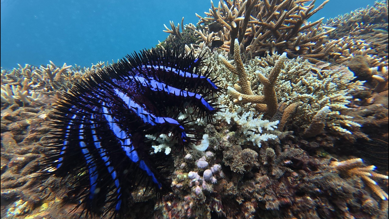 Crown-of-Thorns Starfish Removal Survey | Reef Conservation in Action 🌊