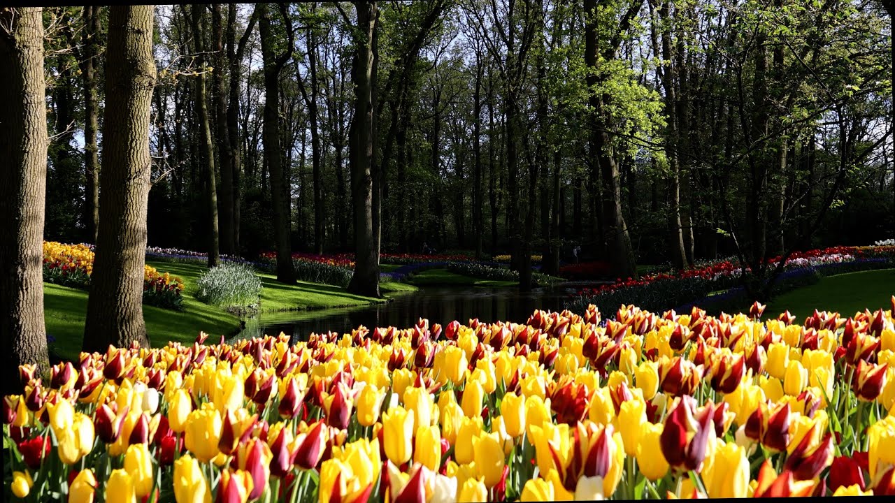 Relax evening in Keukenhof garden - 4K