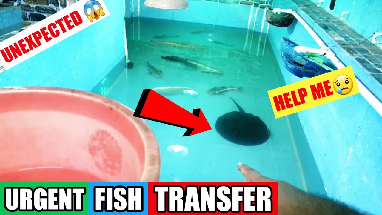 Urgent Monster Fish Transfer | *New* Fish Update | Monster Fish How To Acclimate Pond Aquarium India