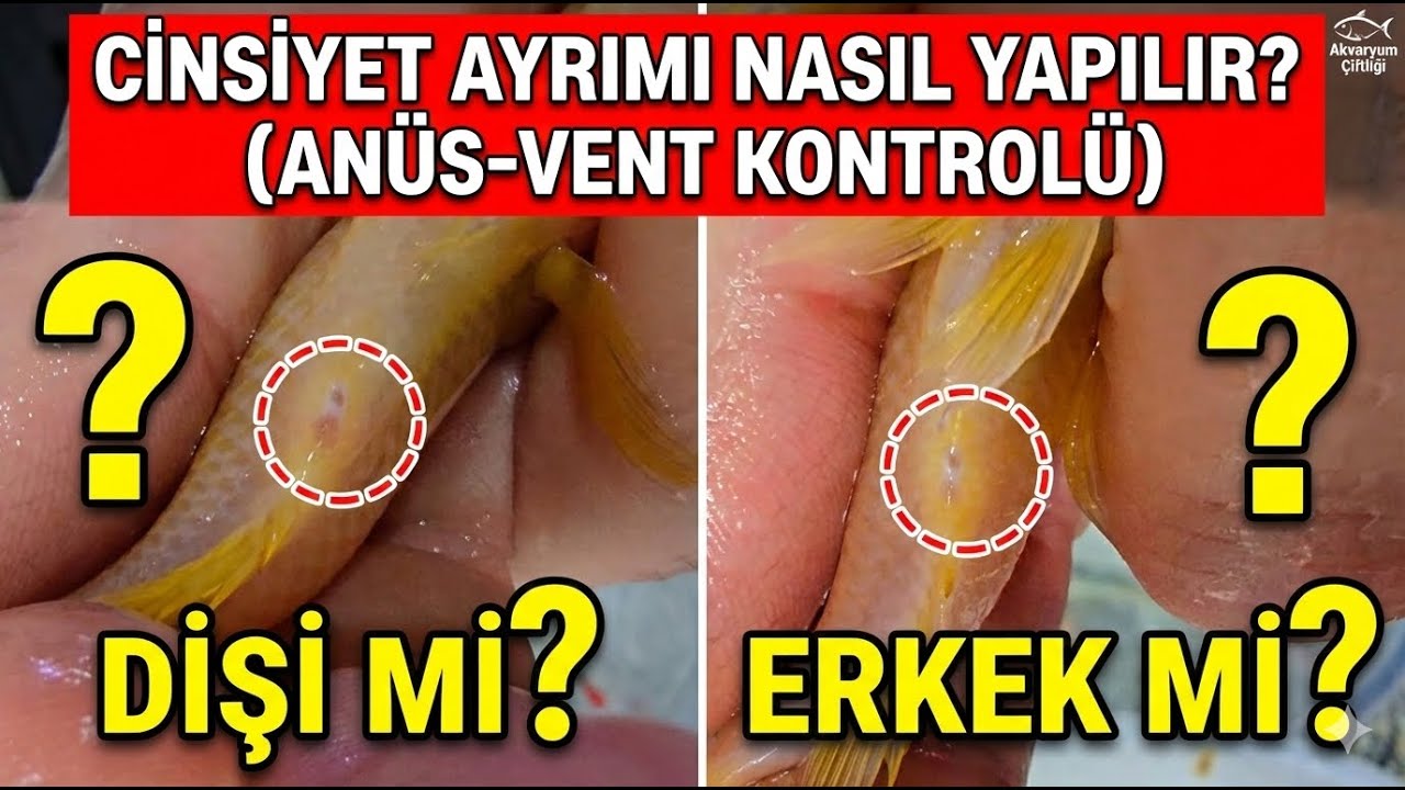 GİZEMLİ KOLİDEN NE ÇIKTI? 🤫 Otogardan Aldık, Tek Tek Cinsiyet Ayrımı Yaptık! (Anüs-Vent Kontrolü)