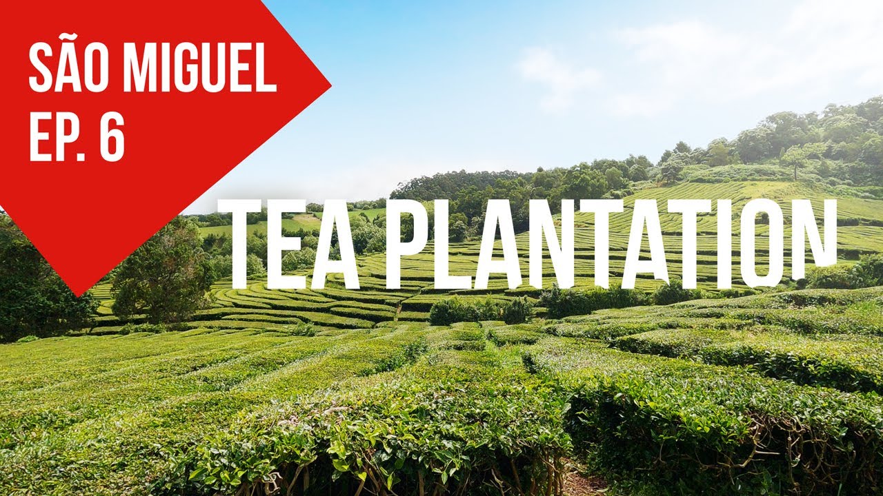 Visiting the only tea plantation in Europe | Chá Gorreana on São Miguel