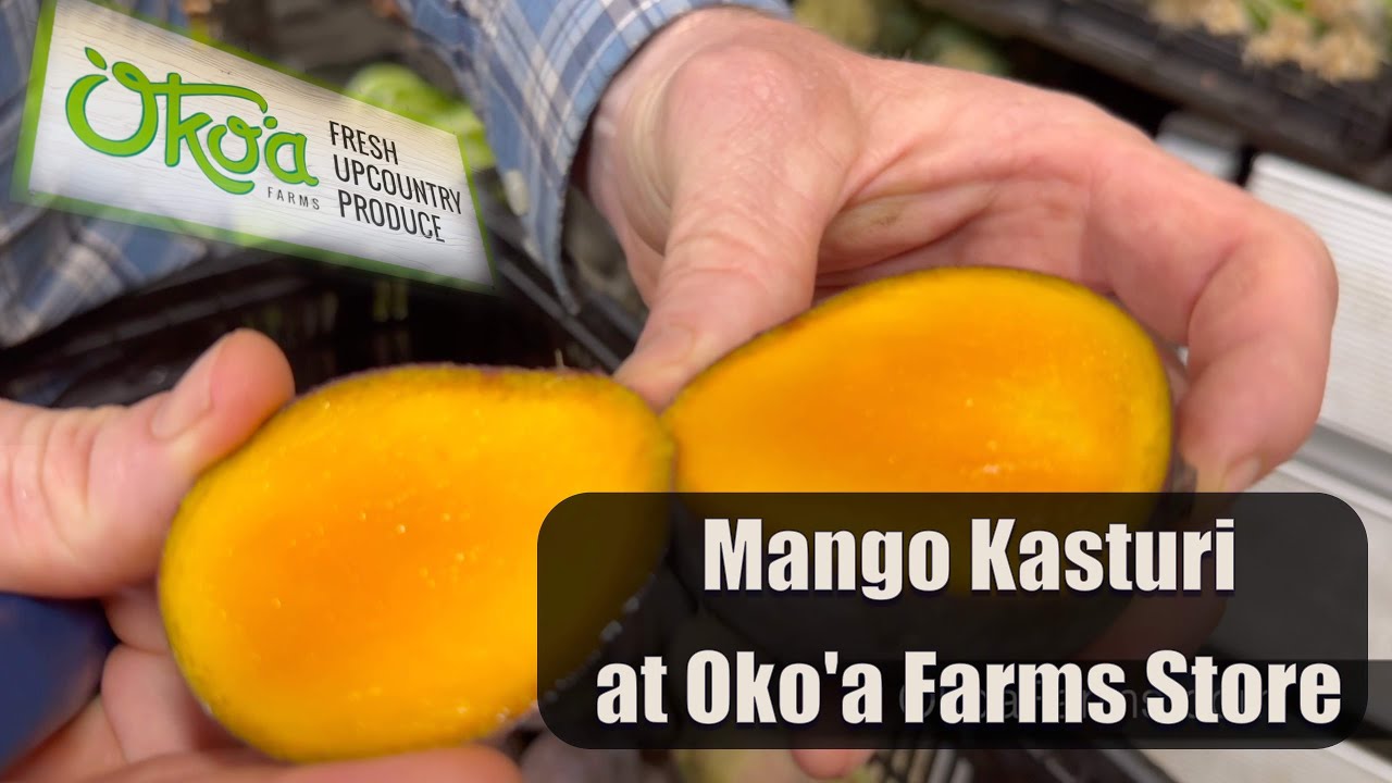 Mango Kasturi at Oko'a Farms (July & August)