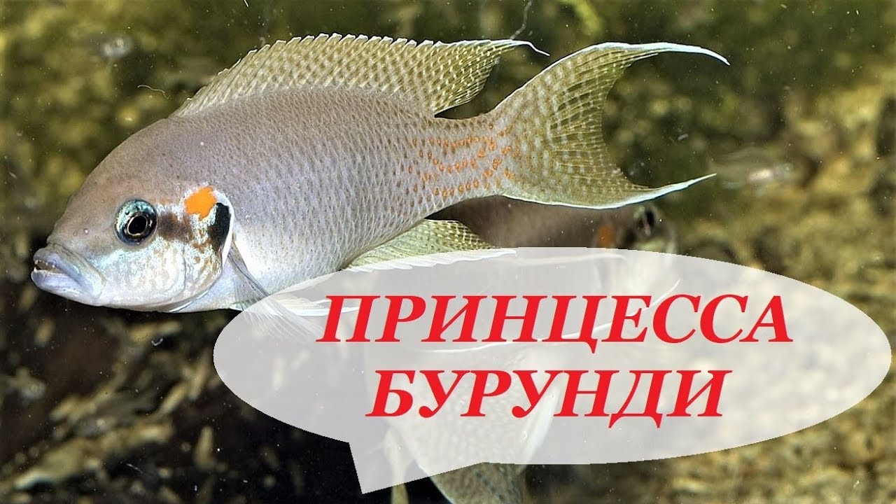 Цихлида Принцесса Бурунди. Содержание в аквариуме, разведение, совместимость, чем кормить