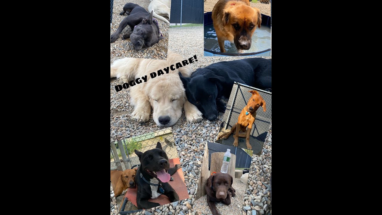 Day in the life working at a doggy daycare!