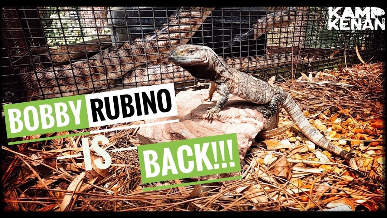 New Monitor Lizard Habitat for Bobby Rubino!