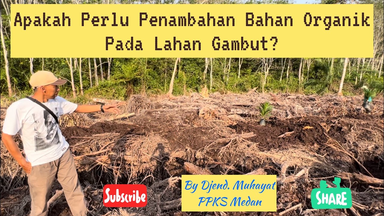 Sawit Lahan Gambut Perlu Penambahan Jangkos? || By : Djend. Muhayat PPKS Medan
