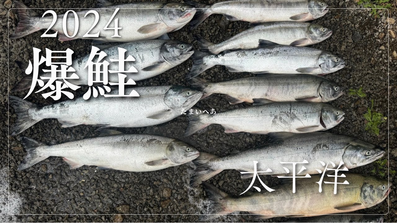 北海道 shore fishing② 鮭のブッコミ釣り まさかの太平洋で爆鮭の日