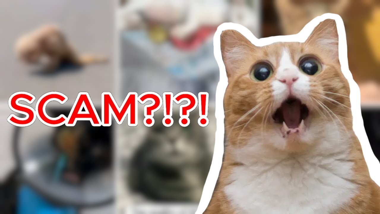 Cat Donation Scams Exposed: Instagram Reels Investigation!
