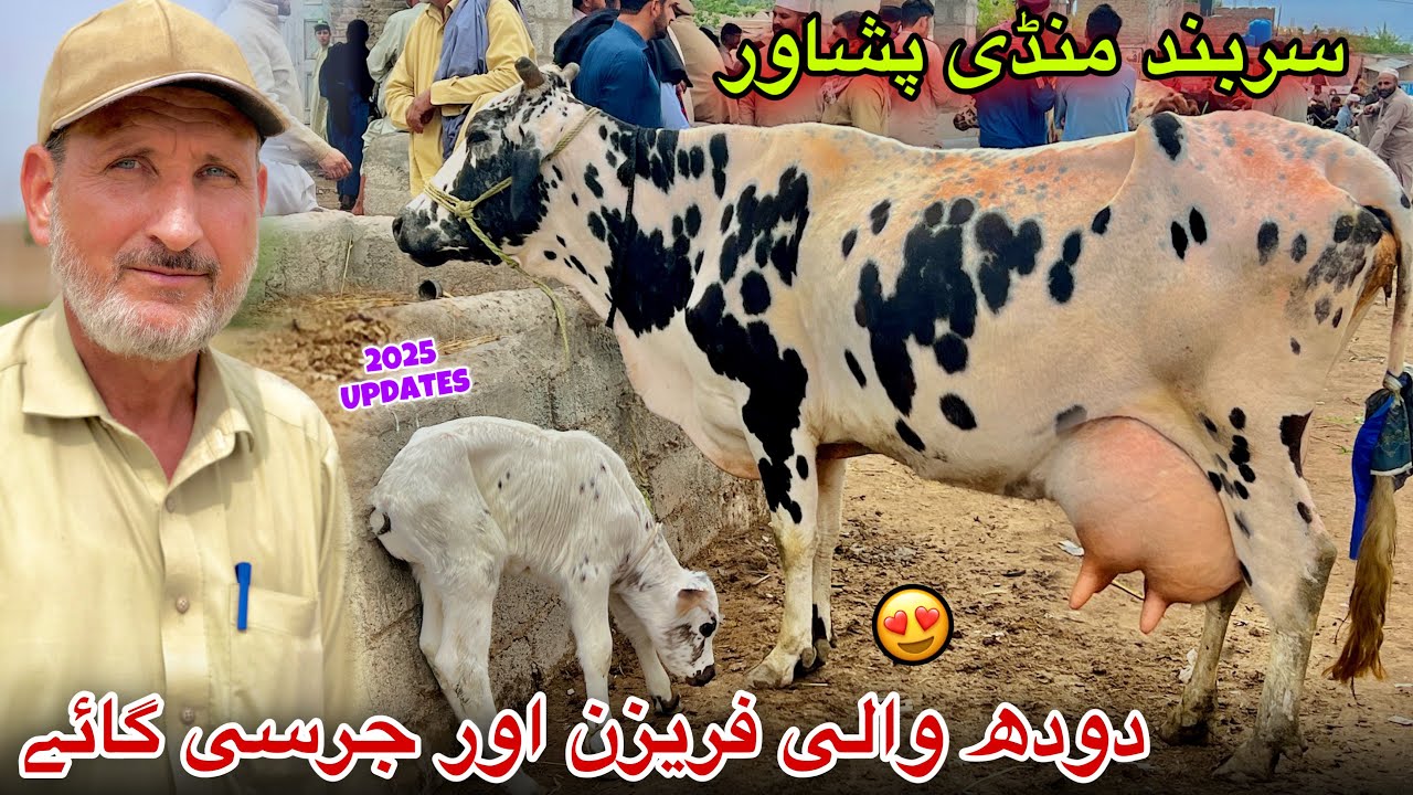 Dairy Milk Cow Sarband Mandi Peshawar New Updates 2025 | Jersey Cow Price | Khyber Social Tv