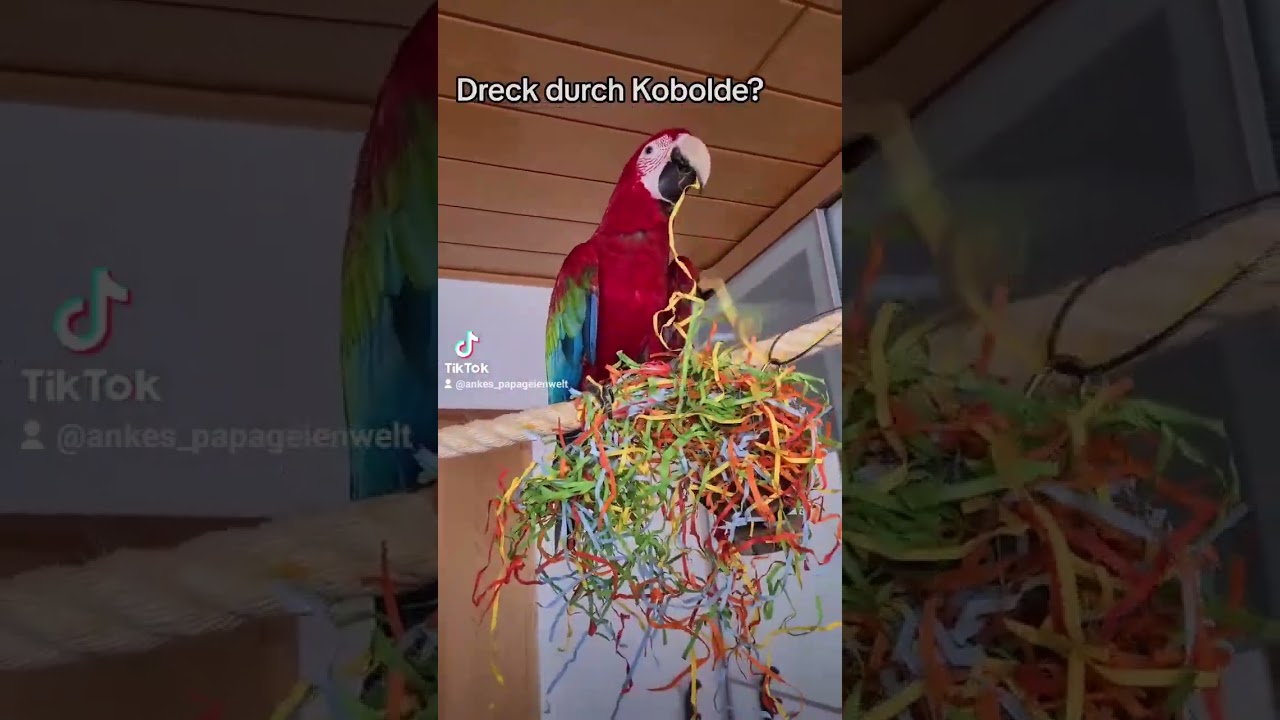 Spa&szlig; muss sein! 🤣 #shorts #papagei #papageien #parrot #happy #parrots